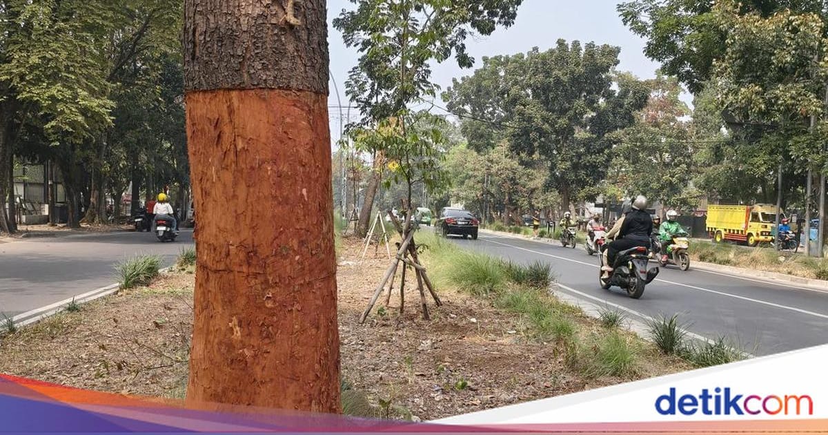 10 Pohon di Bandung Diselamatkan DLH Setelah Dirusak, Pelaku Terancam Sanksi Administrative dan Pidana