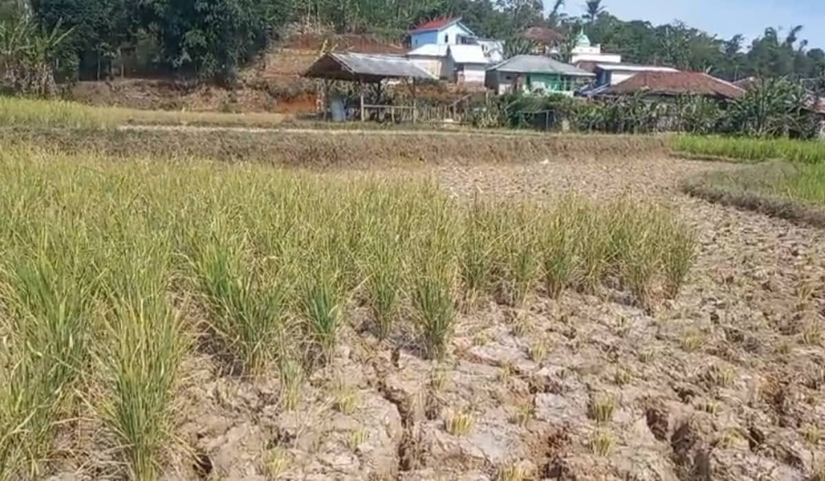 14 Desa di Cianjur Waspada! Lahan Sawah Terancam Kekeringan Parah
