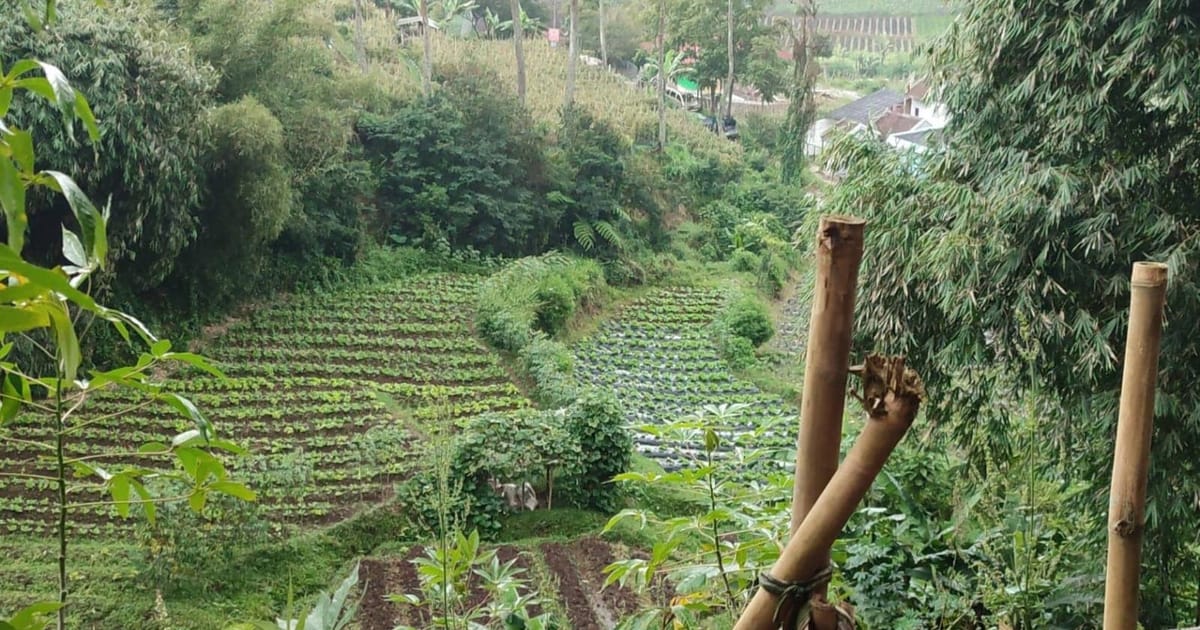14 Ribu Hektare Sawah Bandung Barat Rawan Kekeringan: Mitigasi El Nino