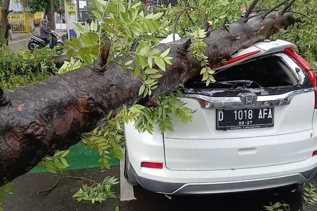 16 Pohon Tumbang di Bandung Akibat Hujan Angin, Tidak Ada Korban Jiwa
