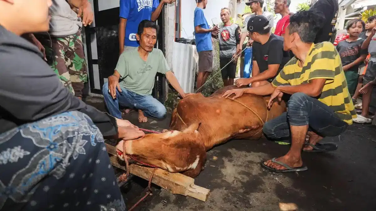 18,12 Persen Hewan Kurban Bandung Tidak Layak: Hasil Pemeriksaan DKPP