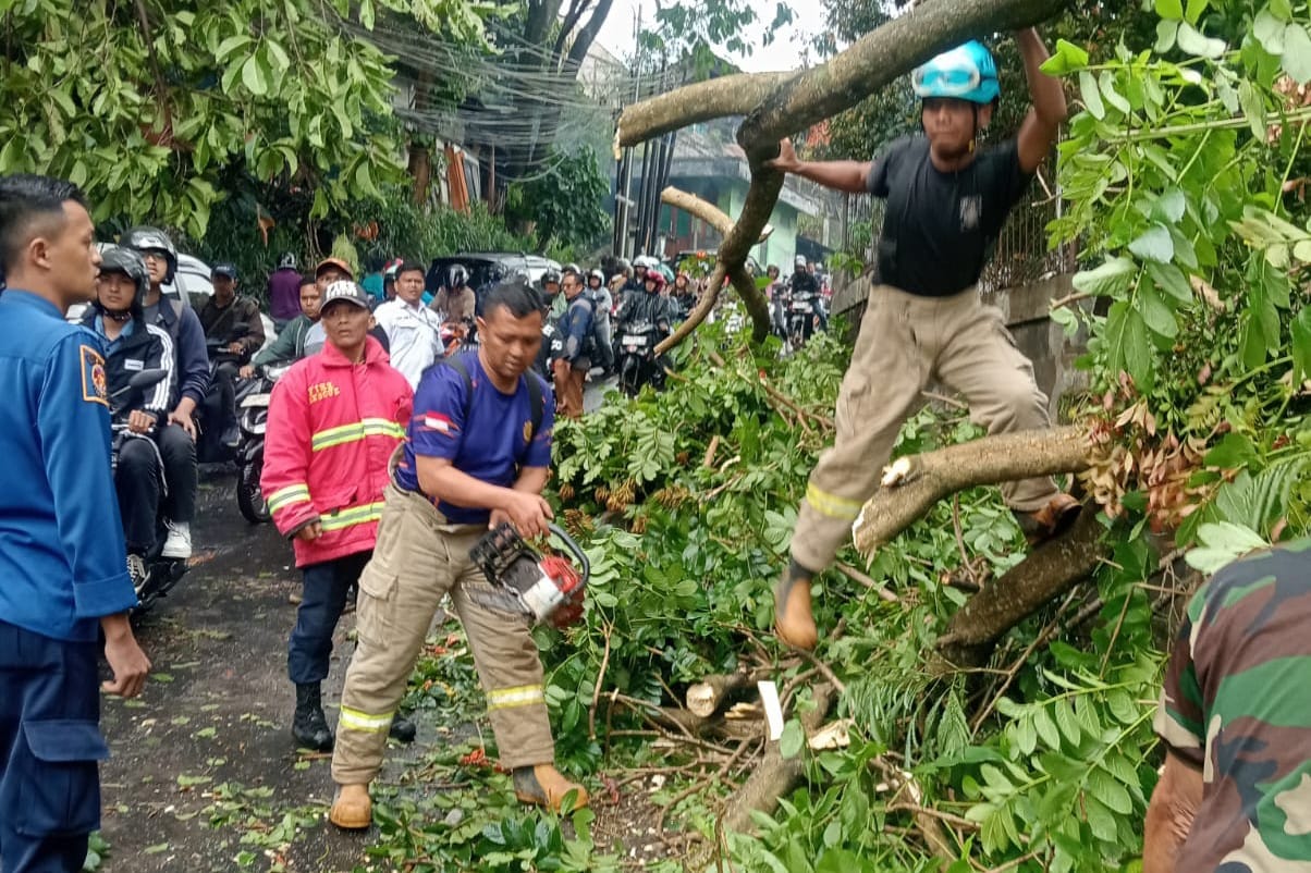 3 Pohon Tumbang di Parongpong Akibat Hujan Deras, Camat Imbau Waspada