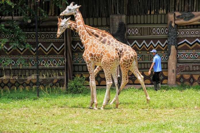Amankan Aset Bandung Zoo, Pemkot Bandung Jamin Satwa dan Pekerja Tak Terlantar