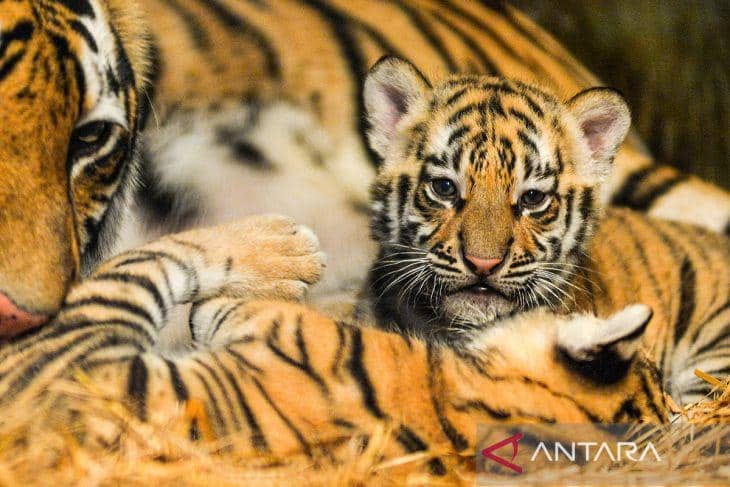 Anak Harimau Mati di Bandung Zoo: Virus Bawaan Induk, Bukan Kelalaian