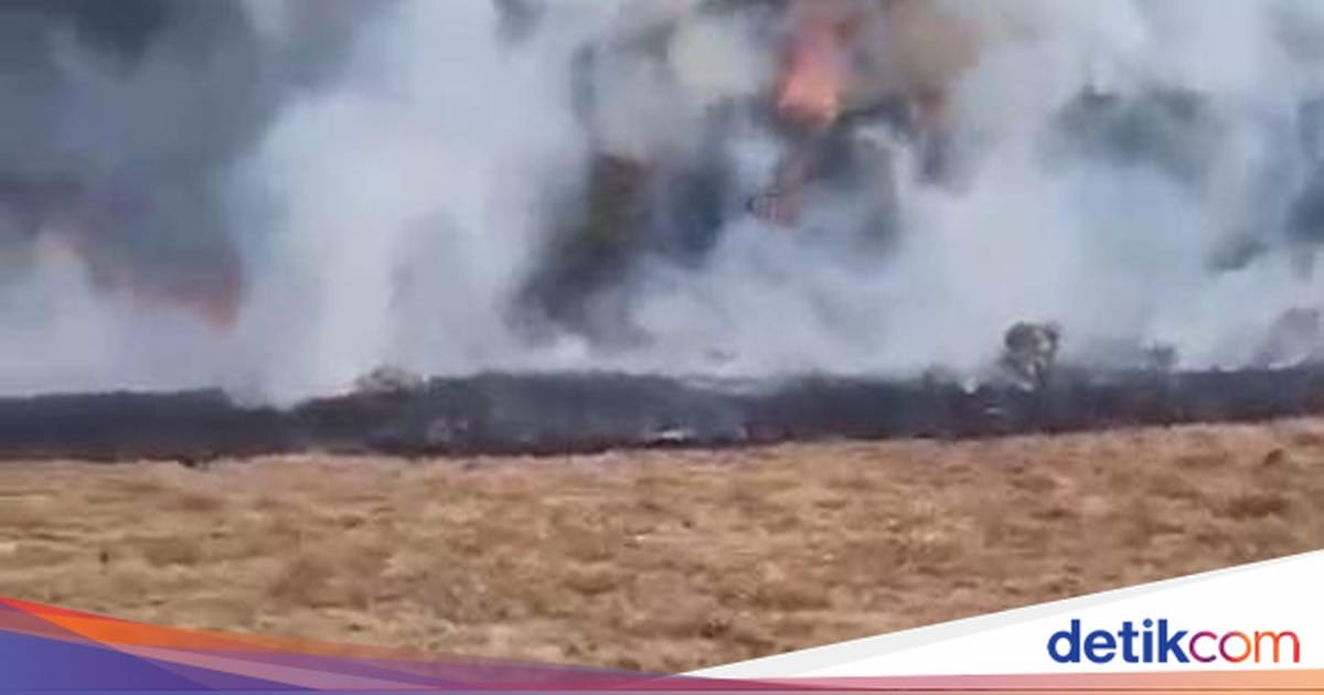 Api Melalap Padang Rumput di Alun-alun Suryakancana Gunung Gede, Relawan Padamkan dengan Alat Seadanya