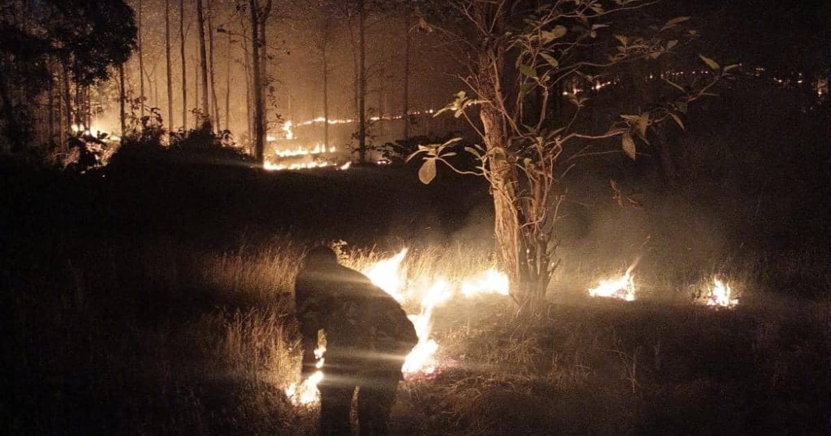 Api Membakar 2 Hektare Hutan Jati Perhutani di Cirebon