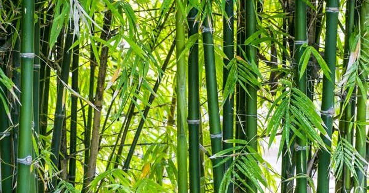 Bambu Digeser Plastik, Pembuat Boboko dan Bilik di Bandung Barat Tak Lagi Dilirik Anak Muda