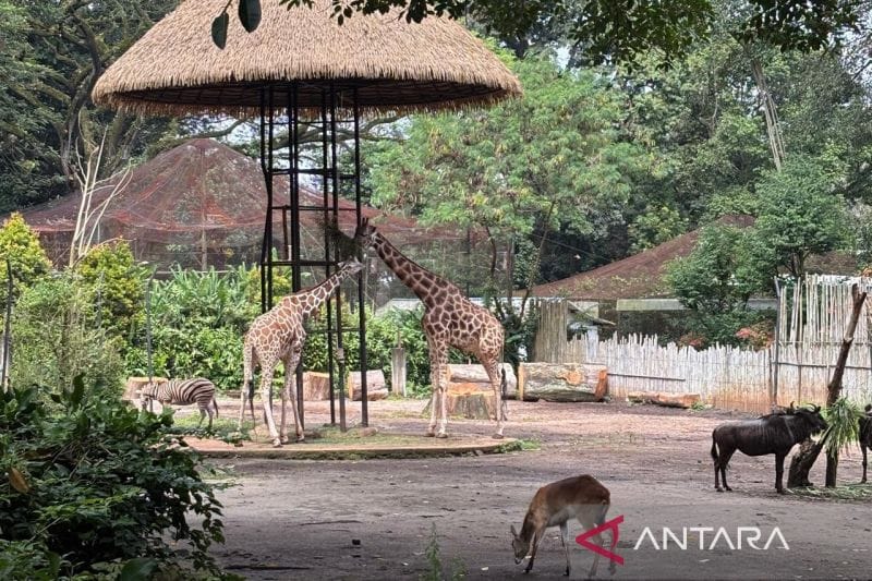 Bandung Zoo: Nasib Pembukaan Ulang di Tangan Kemenhut?