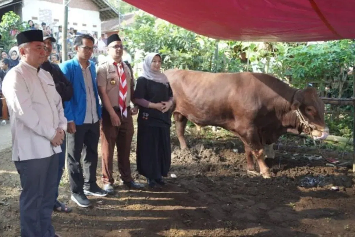 Bupati Garut Salurkan Sapi Kurban Bantuan Presiden ke 400 KK Cigedug