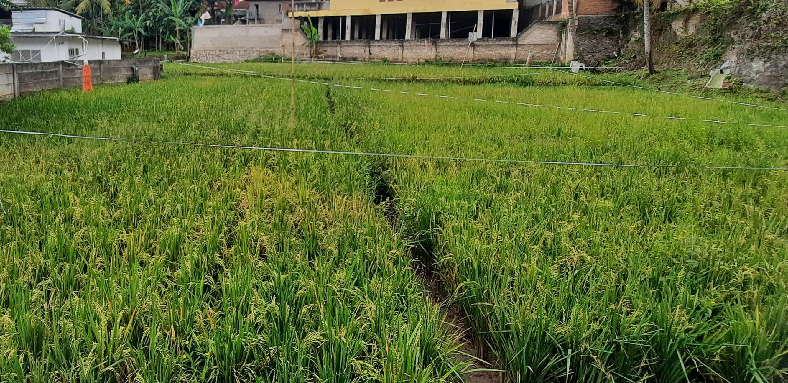 Cianjur Bidik Produksi Gabah 630 Ribu Ton: Realistiskah Target Ini?