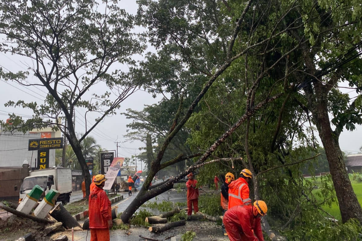Cuaca Ekstrem di Tasikmalaya: 2 Mobil Rusak, Puluhan Pohon Tumbang
