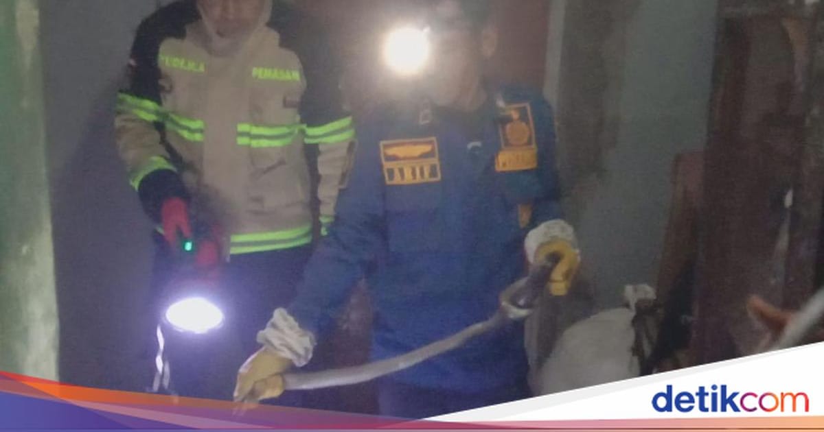 Damkar Kuningan Evakuasi Ular Kobra 1 Meter dari Rumah Guru Ngaji