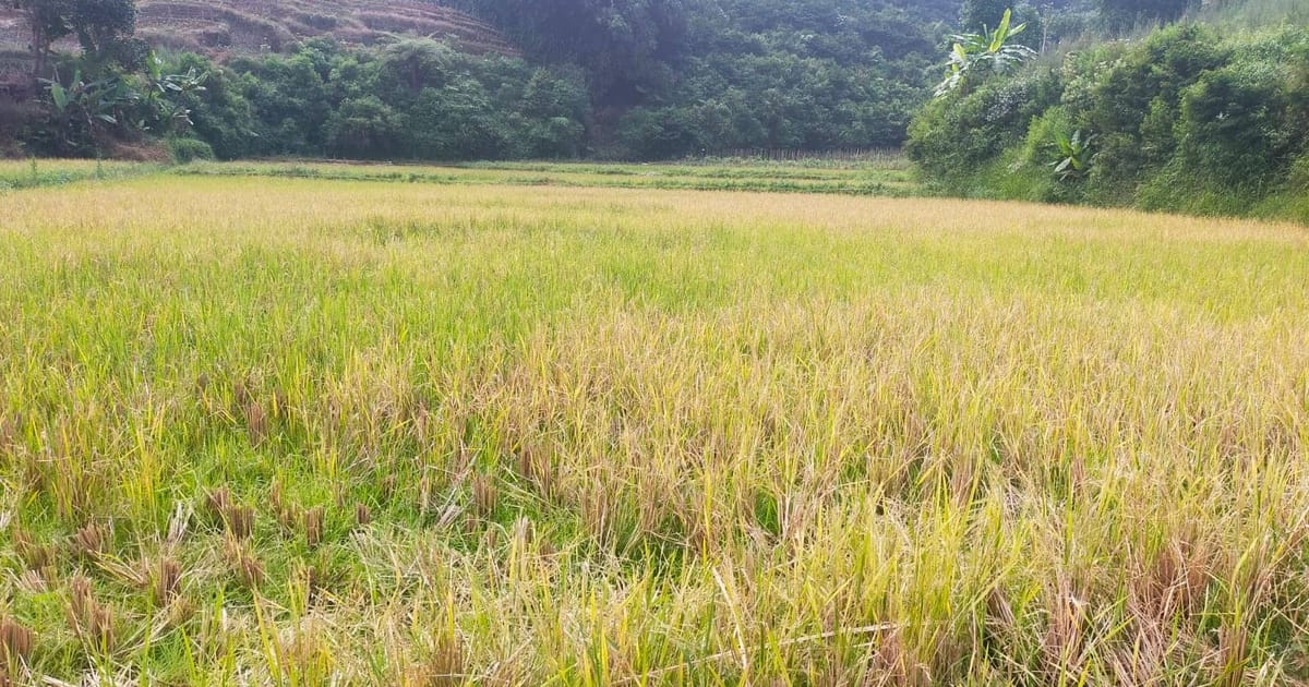 Dampak Kekeringan di Ciamis: Petani Sukamantri Terpaksa Tinggalkan Sawah 1 Hektare