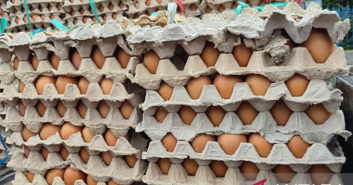 Defisit Telur 22 Ribu Ton, KDKMP Kabupaten Bandung Bidik Swasembada Lewat Desa