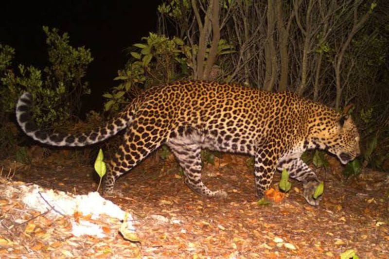Detik-detik mencekam di Pacet! Warga berhamburan, Macan Tutul turun gunung serang warga!