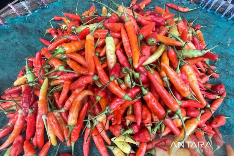 Produksi Hortikultura Kuningan 2025 Melejit: Stok Aman, Harga Terjaga!