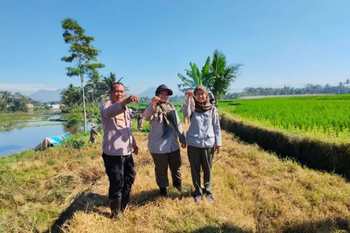 Dispertan Garut Kerahkan Tim Gabungan untuk Kendalikan Hama Tikus