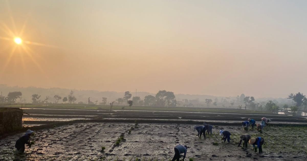 Dispertan Garut Minta Petani Beralih ke Palawija Antisipasi Kemarau
