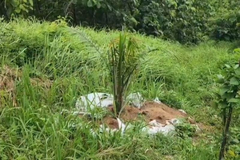 Terbaru! Distan Cirebon Selidiki Sawit di Cigobang: Lahan Perbukitan Jadi Sorotan