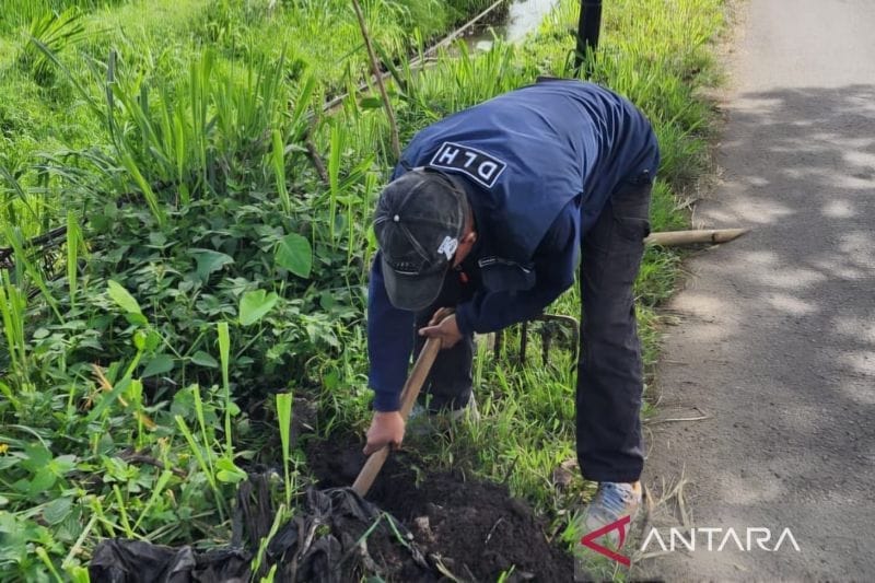 DLH Cianjur menanam 500 bibit pohon mahoni di jalur utama