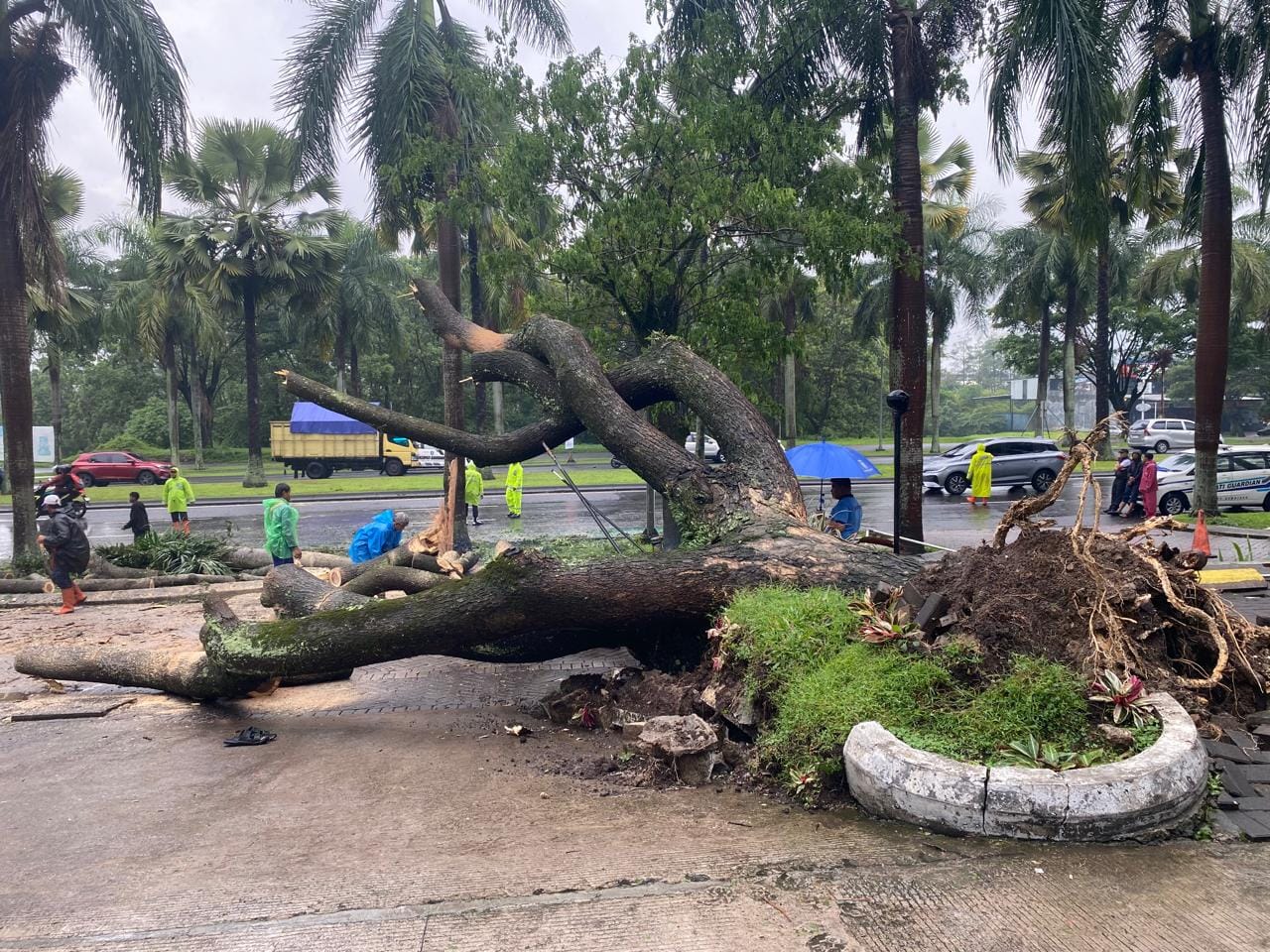 Dua Peristiwa Pohon Tumbang Menerjang Perumahan di Bandung Barat, Dua Pengendara Motor Terluka
