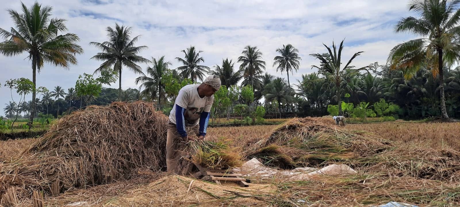 El Nino 'Godzila' di Cianjur: Dinas TPHP Luncurkan Langkah Antisipasi