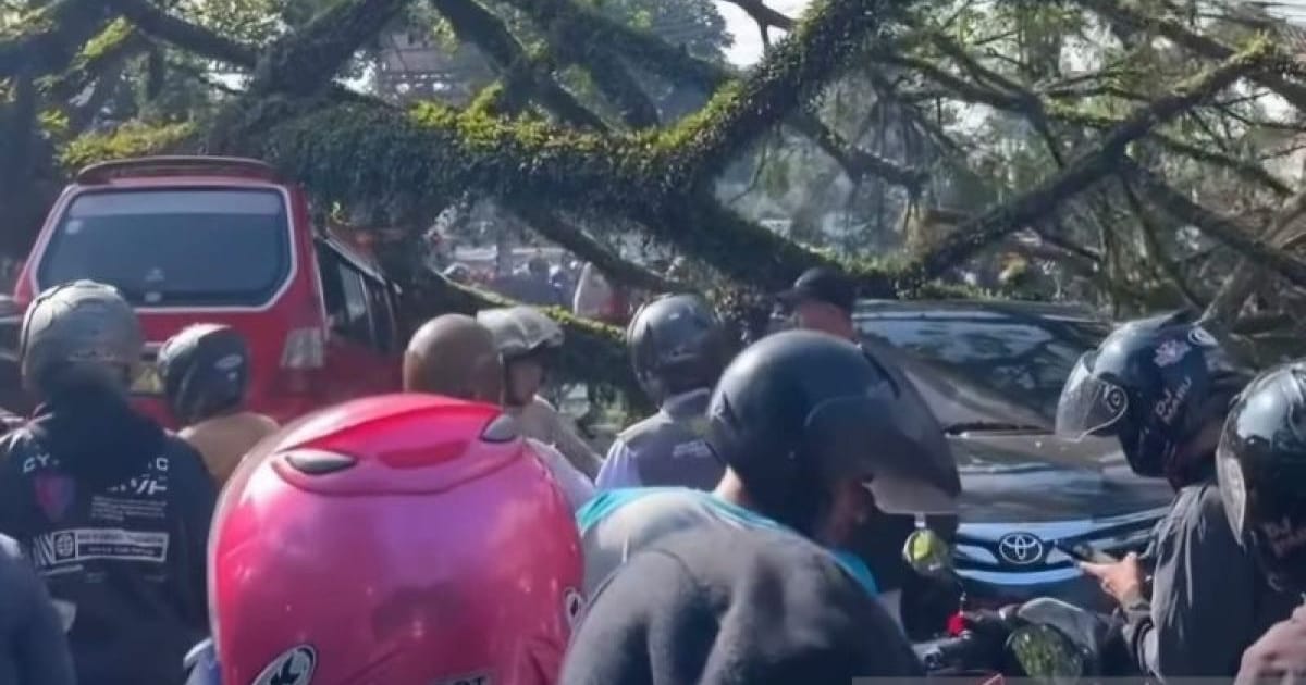 Evakuasi Pohon Trembesi Tumbang di Jalur Bandung-Cianjur: 4 Kendaraan Rusak, 4 Korban Luka