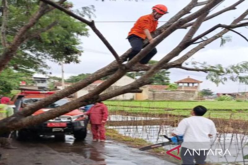 Evakuasi Pohon Tumbang Kembalikan Jalur Utama Cianjur-Sukabumi Normal