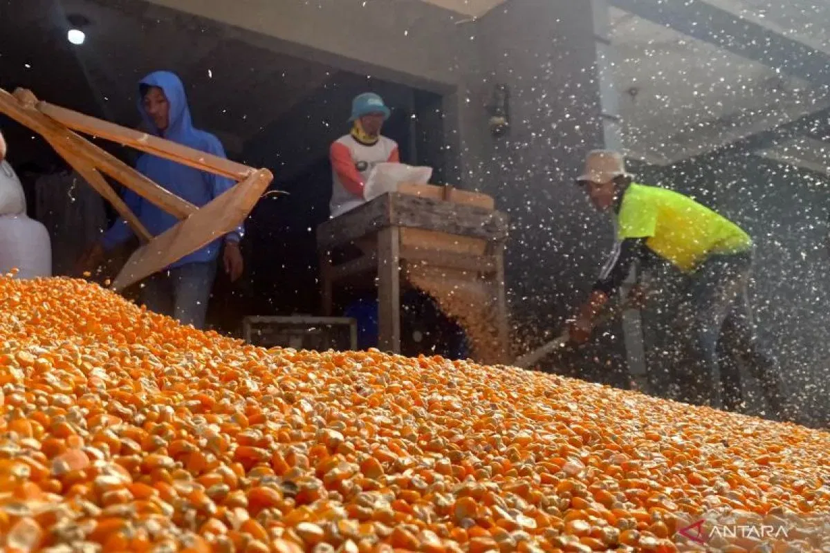 Garut: Kajian Pembangunan Pabrik Pakan Ternak Berbasis Jagung Lokal