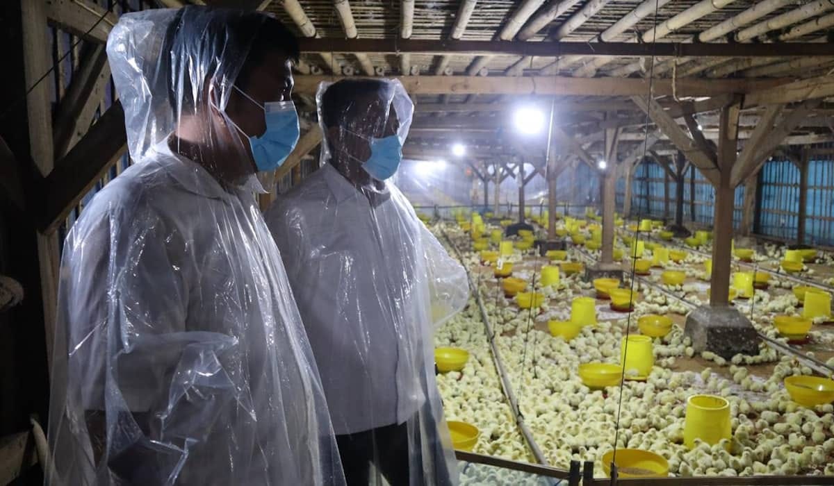 Terbaru! GP Ansor Subang Rilis Peternakan Ayam 30 Ribu Ekor: Gebrakan Ekonomi Kader