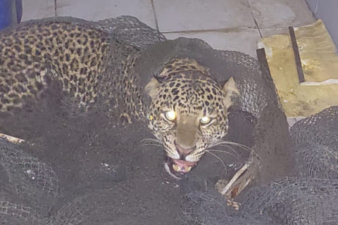 Heboh Macan Tutul Masuk Permukiman di Bandung