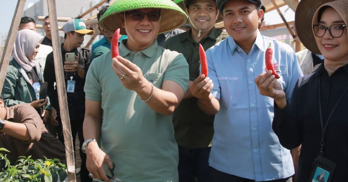 KDKMP di Kabupaten Bandung Kembangkan Cabai Merah, Potensi Produksi Rp5 Miliar per Tahun