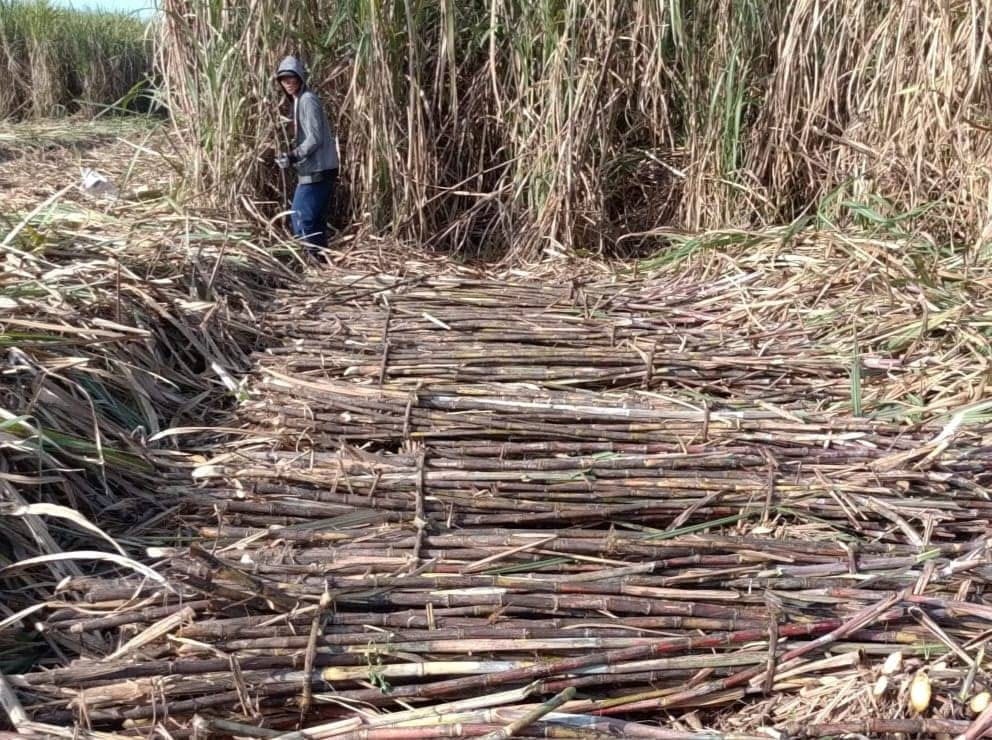 Kebun Benih Datar Tebu Majalengka: Strategi Kritis Swasembada Gula Nasional