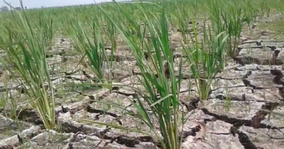 Kekeringan Parah di Subang: 1.348 Hektare Sawah Terancam Gagal Panen