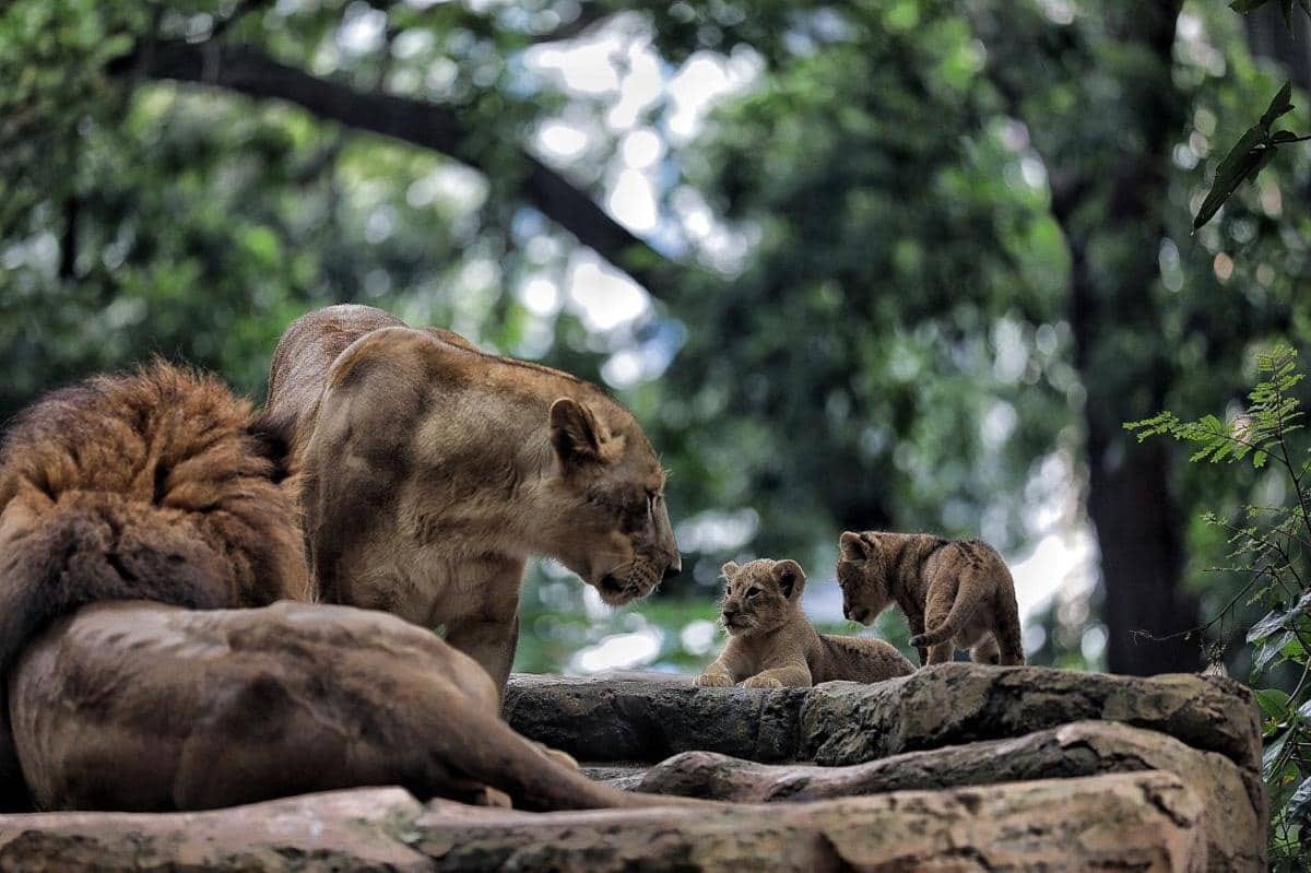 Kematian Anak Harimau Bandung Zoo: Tindakan untuk Perbaikan Pengelolaan