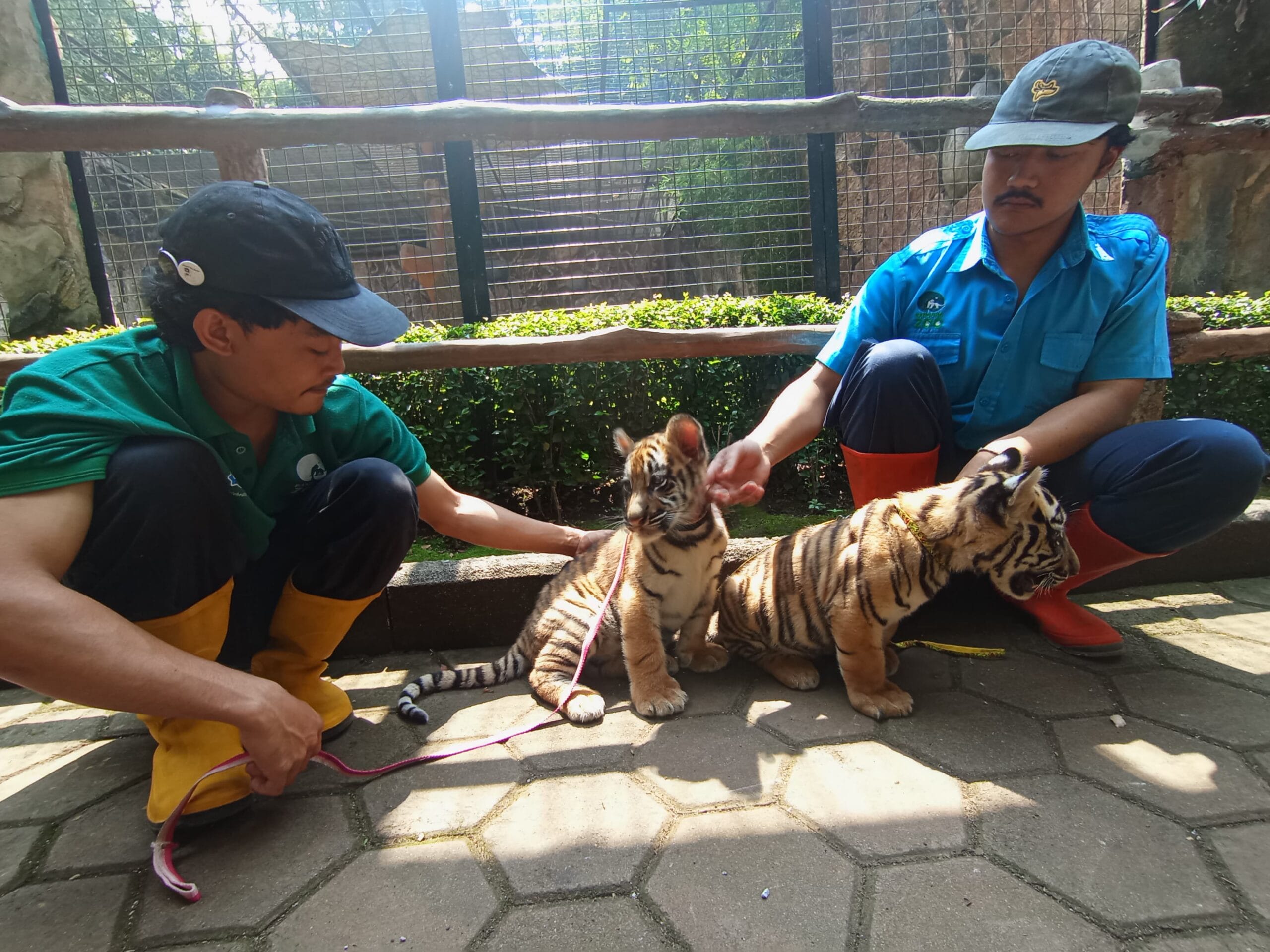 Kematian Anak Harimau Benggala Hara di Bandung Zoo: Diduga Virus Bawa Induk