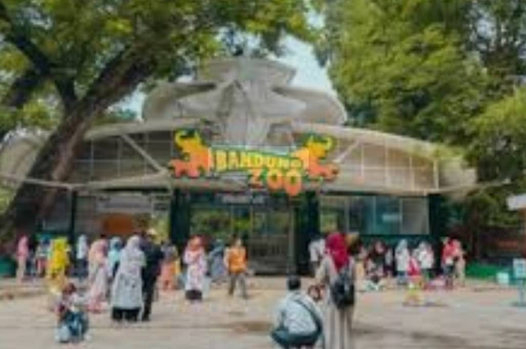 Kematian Dua Anak Harimau Benggala Bandung Zoo: Panggilan Perbaikan Tata Kelola Konservasi