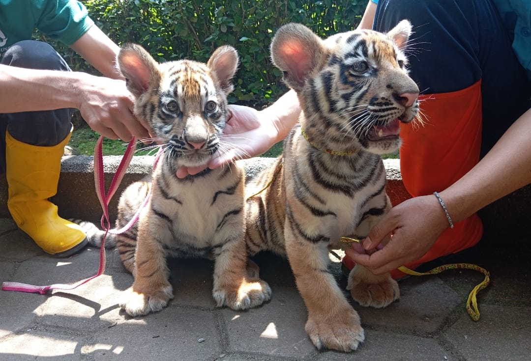 Kematian Dua Harimau Benggala di Bandung Zoo: DPRD Desak Evaluasi