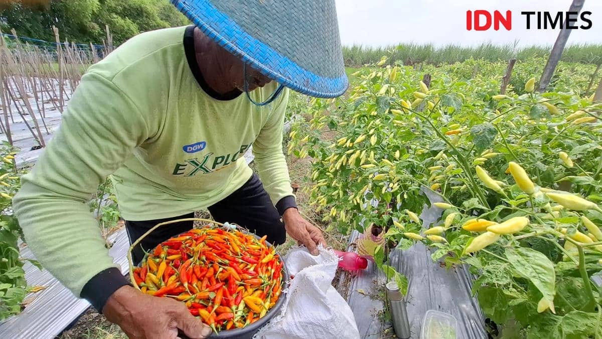 Kenaikan Harga Cabai Merah di Jabar Tembus Rp135 Ribu per Kilogram