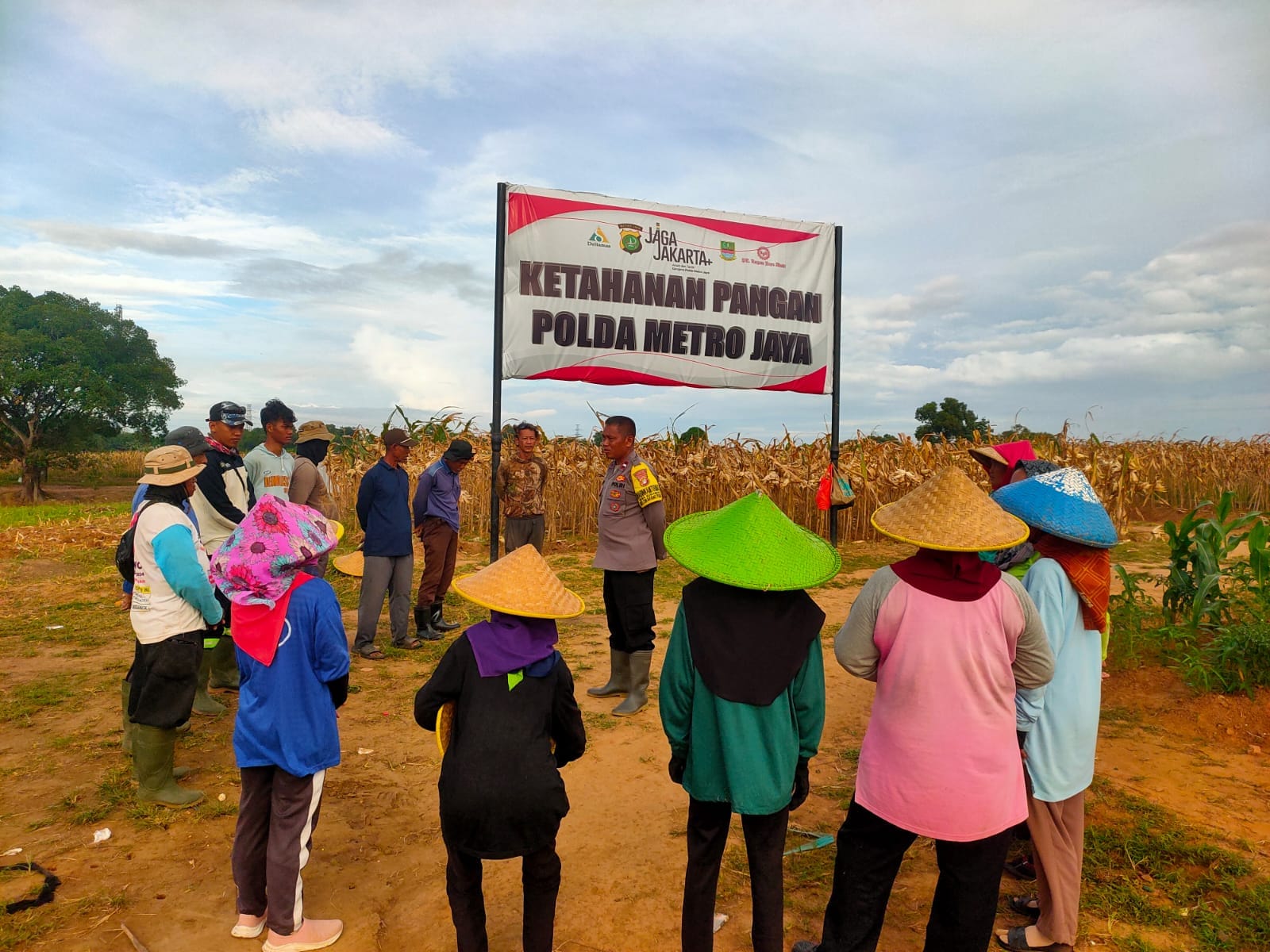 Ketahanan Pangan Jakarta: Panen Jagung Polda Metro Jaya di Bekasi