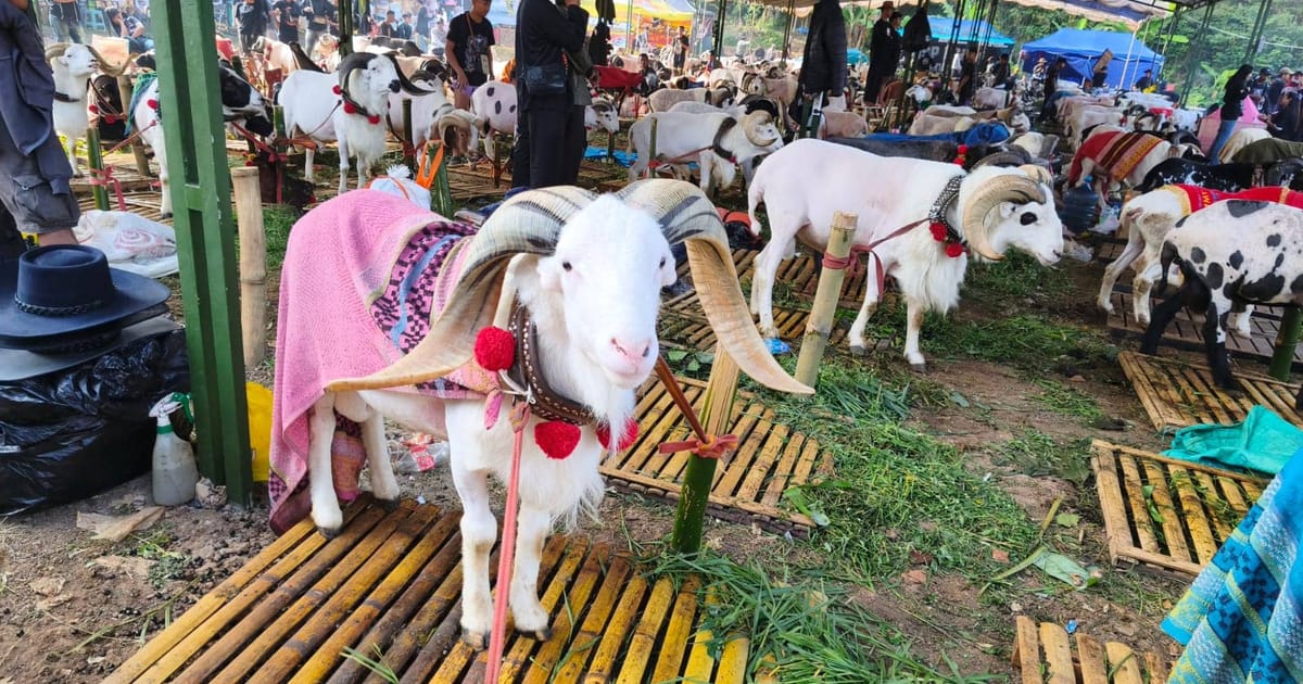 Kontes Domba Garut Bandung Resmi Digelar Rutin Setiap Bulan