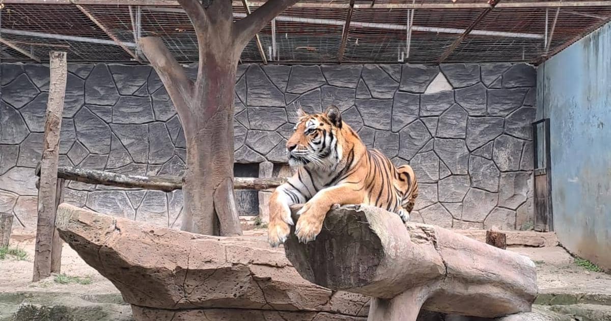 Krisis Berlapis Bandung Zoo: Lelang dan Kondisi Satwa Mengkhawatirkan