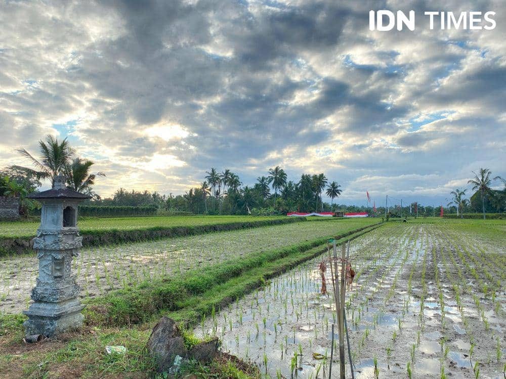 Kuningan Jawa Barat: Panen Padi Awal Jadi Penopang Pasokan Beras Regional Saat Pantura Tertinggal