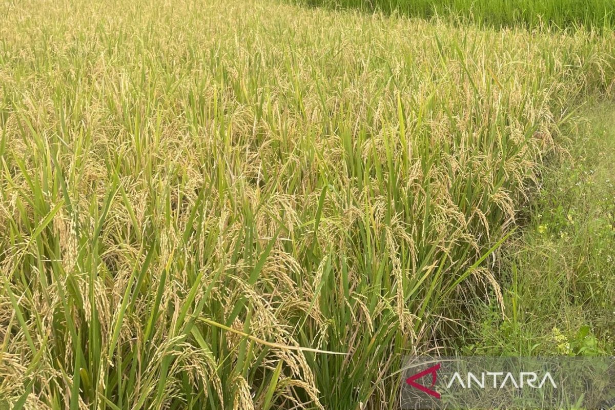 Kuningan Pusat Gerdal Hama Padi dengan Pendekatan PHT di Jabar