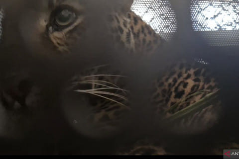 Macan Tutul yang Masuk Permukiman di Bandung Barat Dievakuasi ke Garut