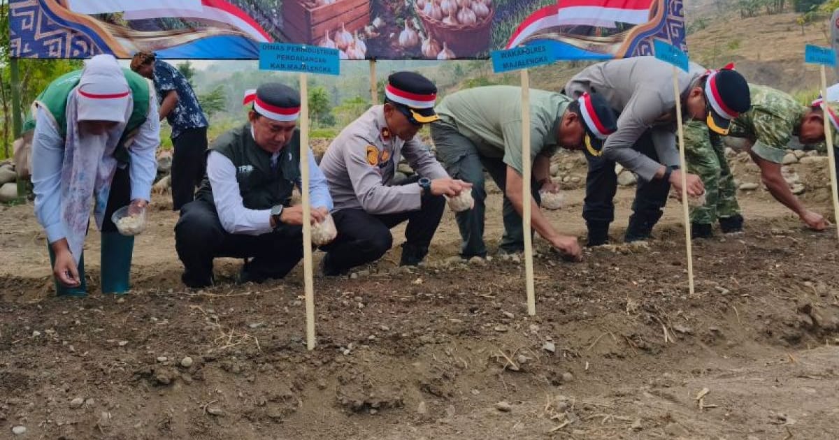 Majalengka bangun demplot bawang putih 1 hektare untuk cari varietas yang cocok dipasar