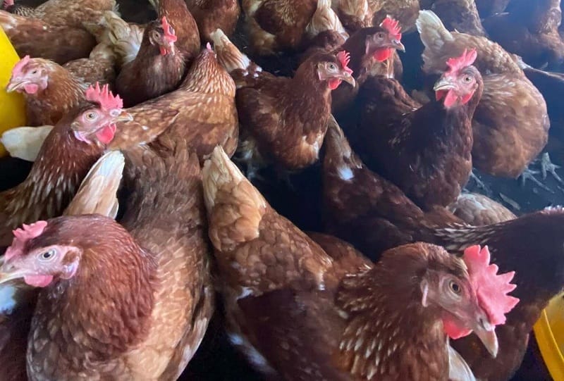 MBG Dongkrak Permintaan Telur, Peternak Ayam Ciwidey Minta Dukungan Dana Ekspansi Kandang