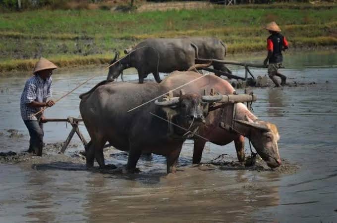 Mikanyaah Munding: Tradisi Unik KBB Lestarikan Mitra Tani Kerbau