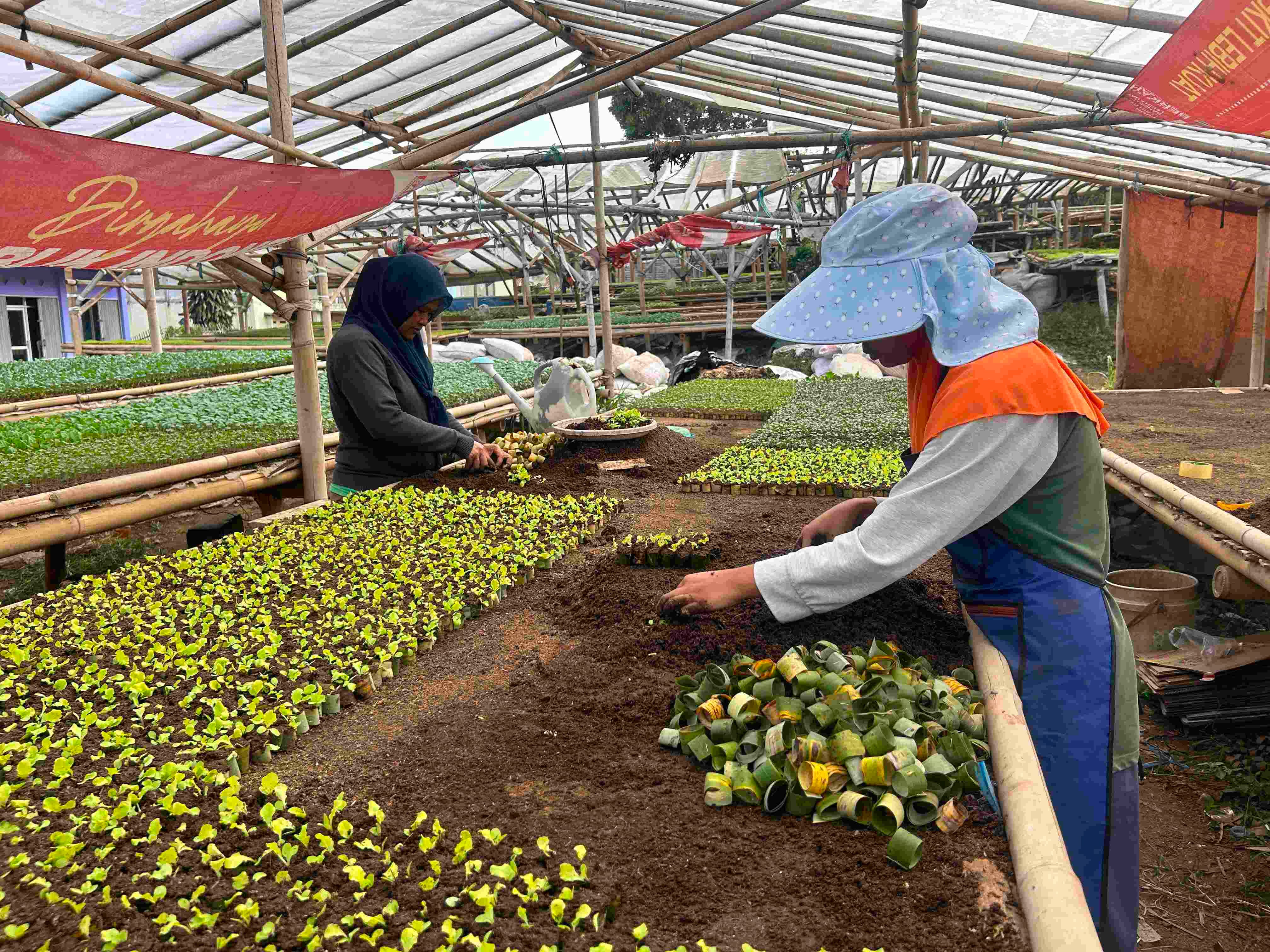 Musim Kemarau Pengaruhi Produksi, Petani Bibit Sayur di Bandung Barat Pilih Adaptasi