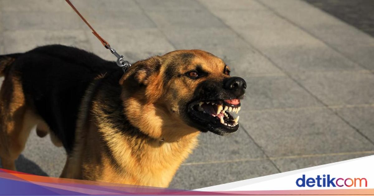 Pakar Jelaskan Langkah Saat Dikejar Anjing, Berlari Justru Picu Serangan